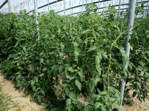 Plantas en invernadero de tomate