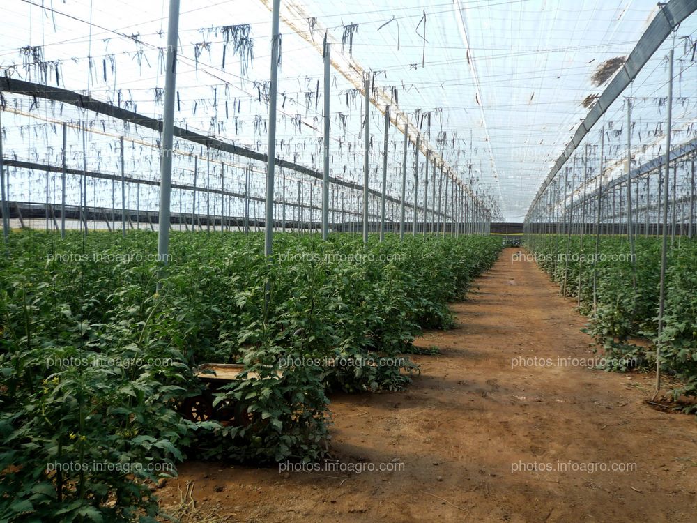 Invernadero tipo parral de tomateras