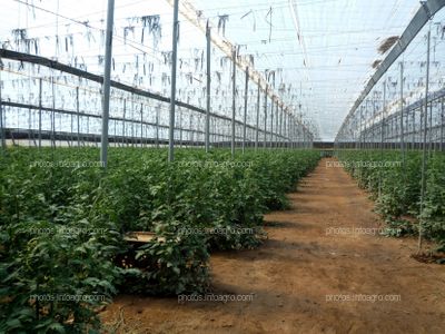 Invernadero tipo parral de tomateras