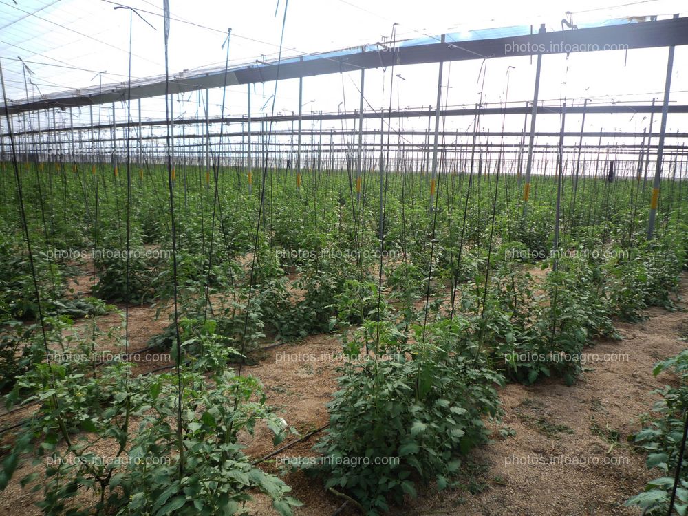 Plantación de tomate en invernadero