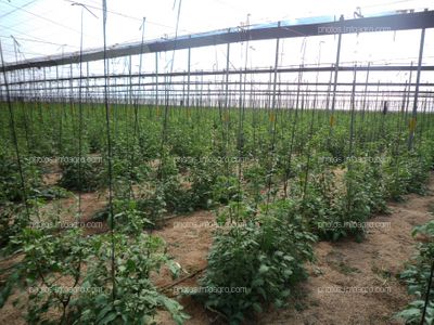 Plantación de tomate en invernadero