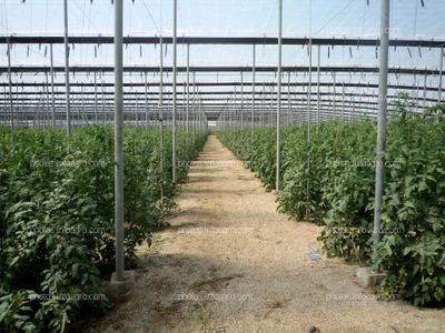 Plantación de tomate en invernadero