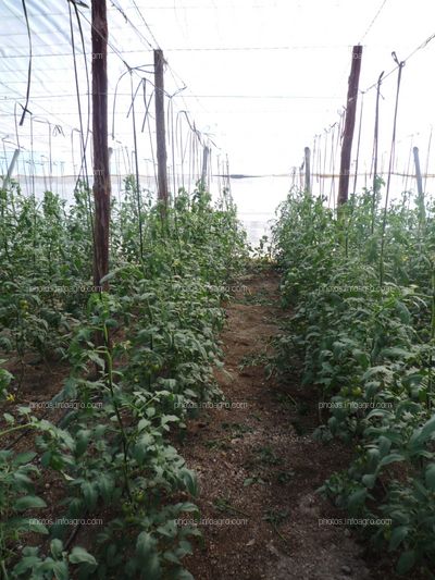 Línea de tomateras en invernadero