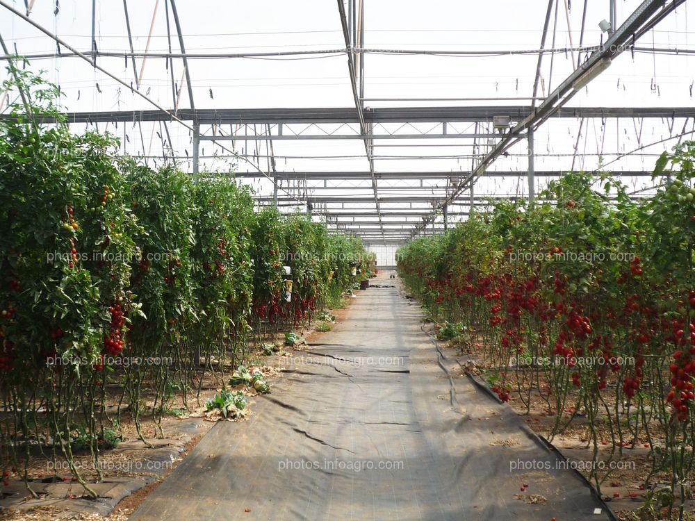 Plantación de tomate entutorado