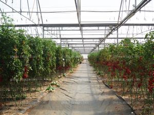 Plantación de tomate entutorado