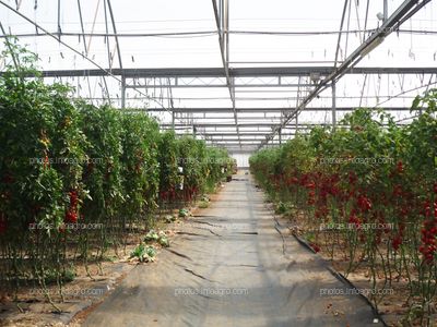 Plantación de tomate entutorado