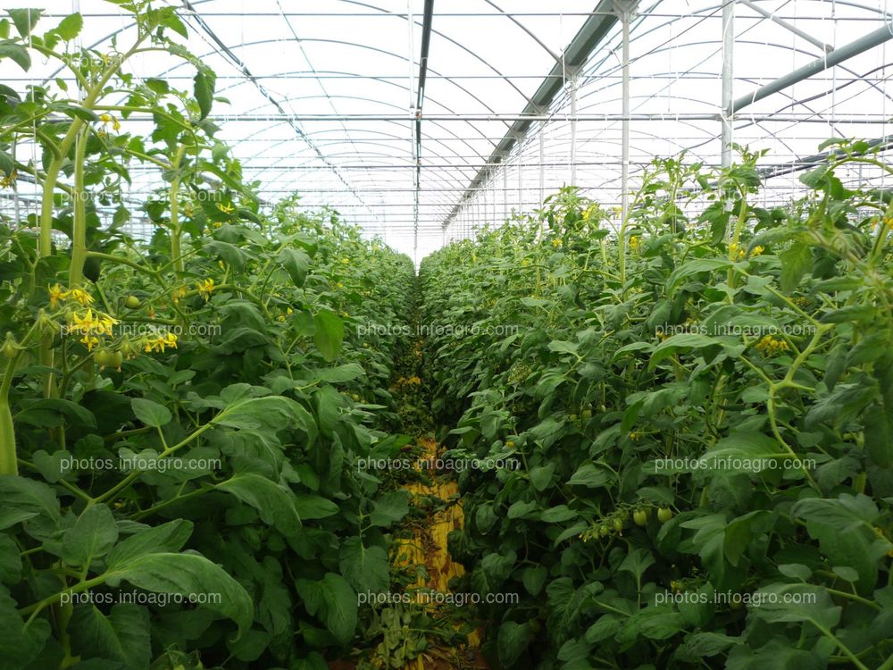 Plantas de tomate en invernadero
