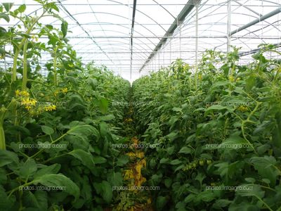 Plantas de tomate en invernadero