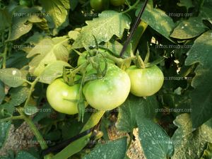 Ramo de tomate verde