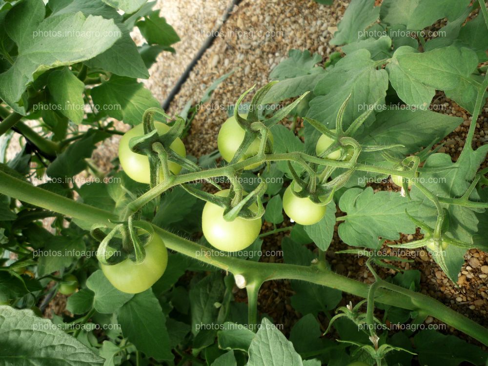 Ramo de tomate verde desde arriba