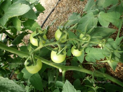 Ramo de tomate verde desde arriba