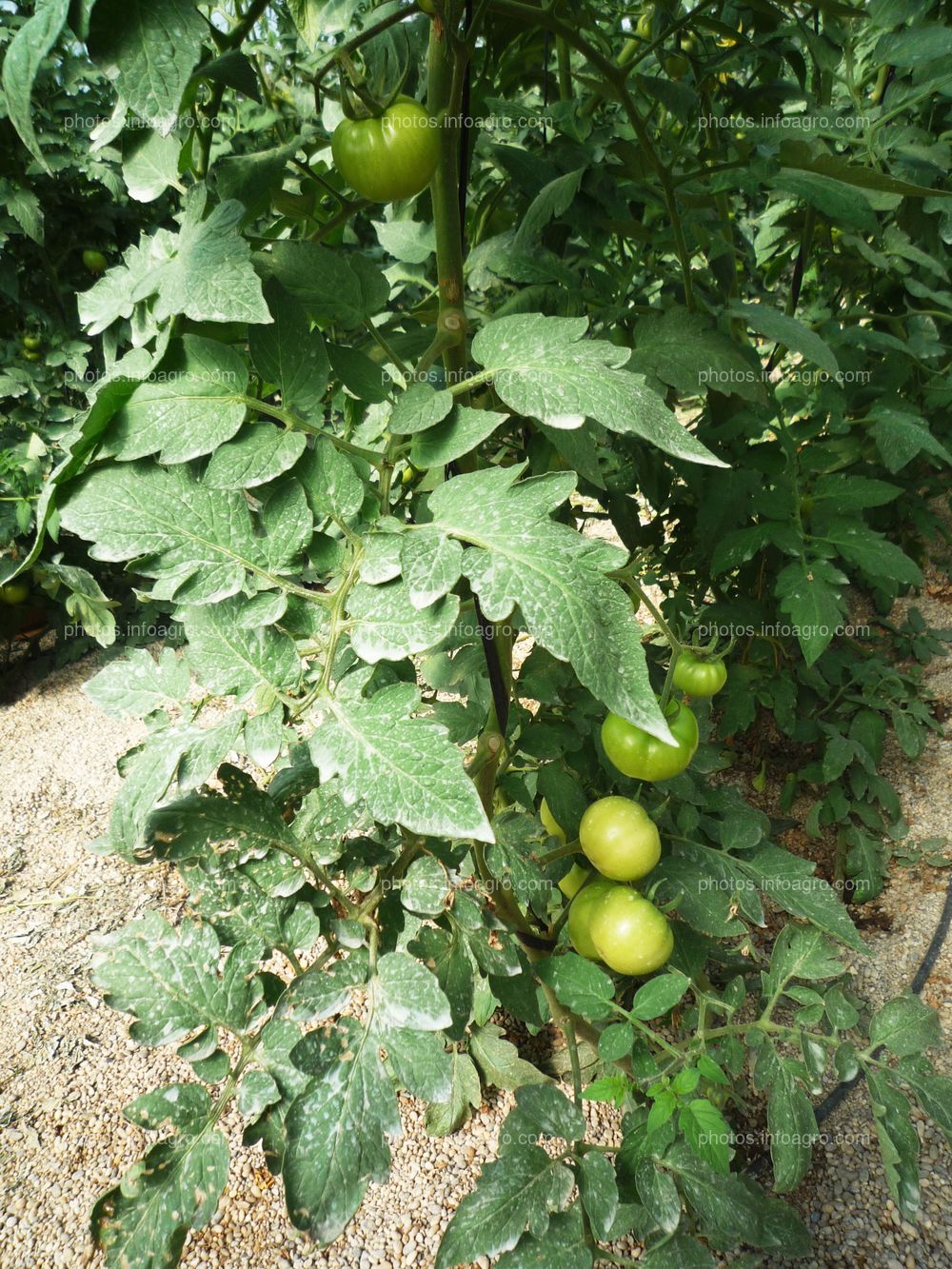 Tomate cuajado en planta