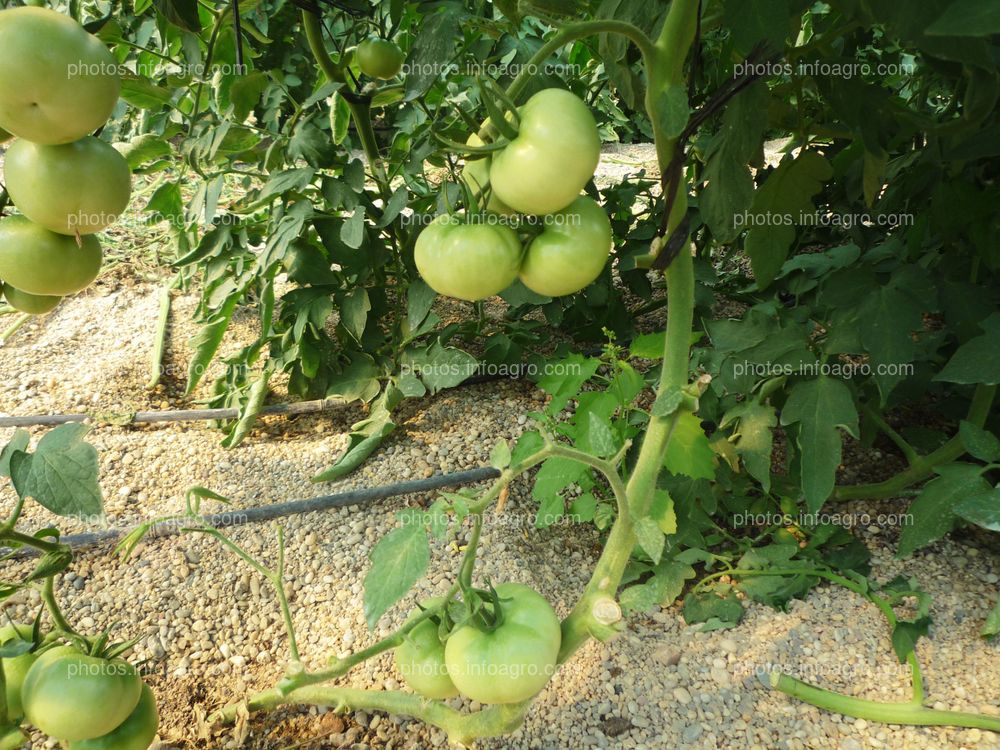 Tomate verde cuajado en planta