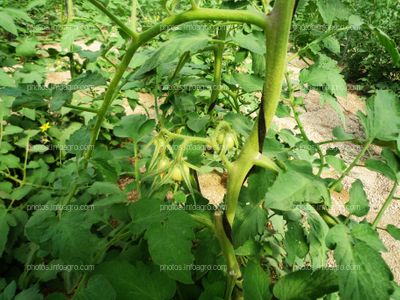 Ramo de tomate cuajado