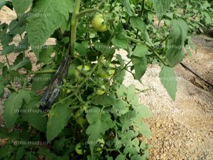 Tomates cuajados en planta