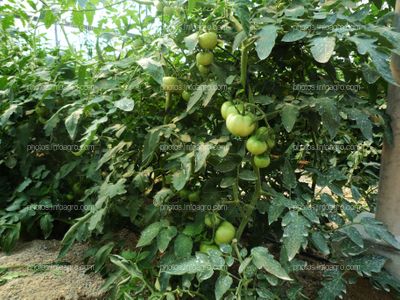 Frutos de tomate cujados en planta