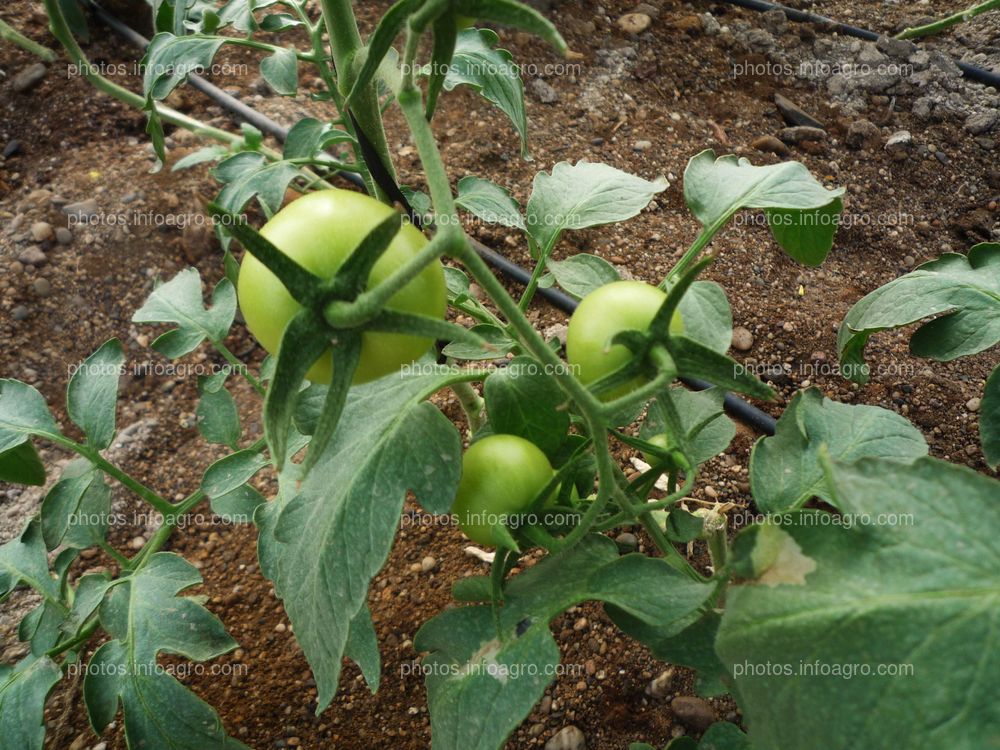 Frutos de tomate cuajados desde arriba