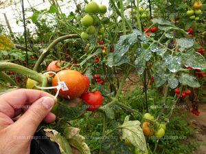 Tomate maduro redondo