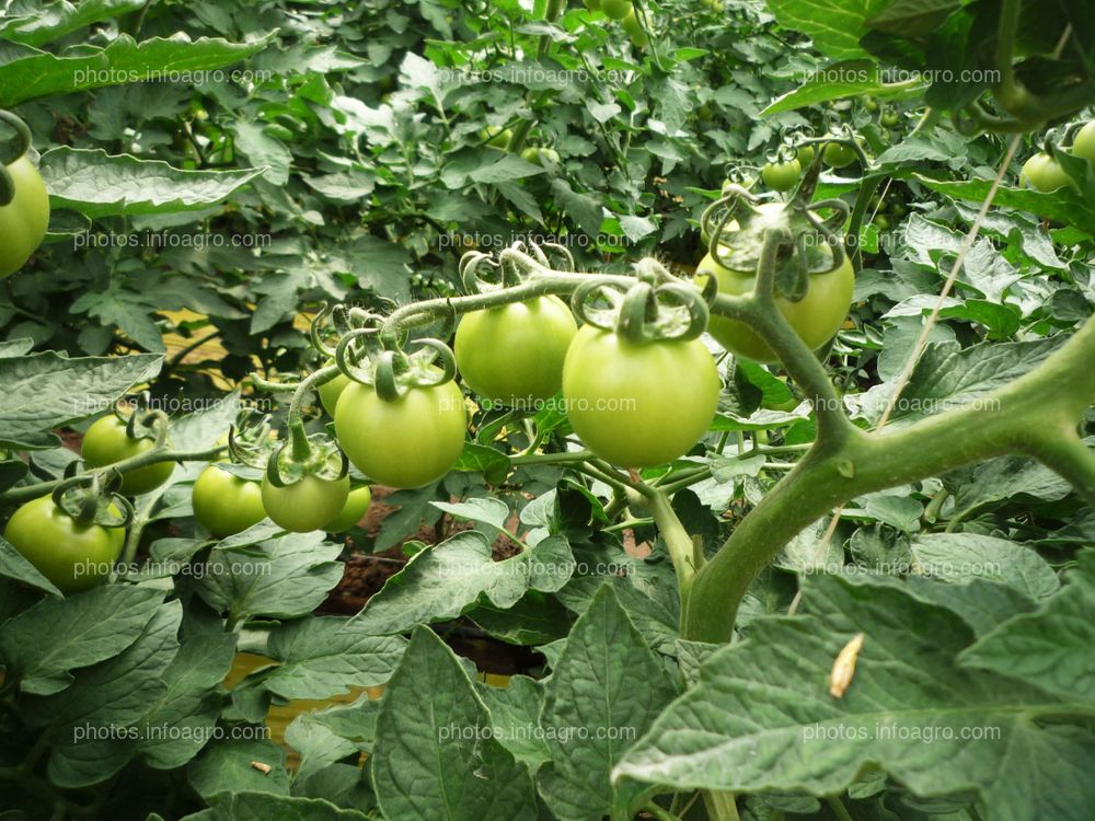 Frutos de tomate verde tipo Daniela