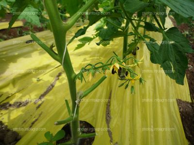 Entutorado de tomate tipo daniela bajo plástico