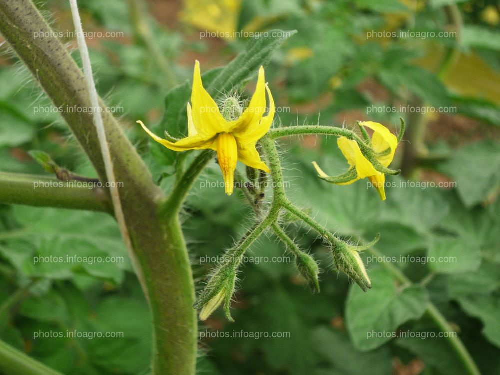 Flores tomate tipo Daniela