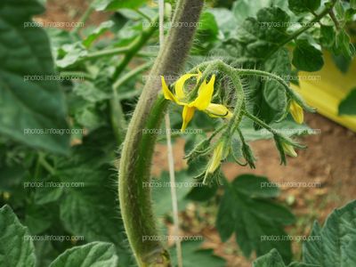 Flores tomate tipo Daniela