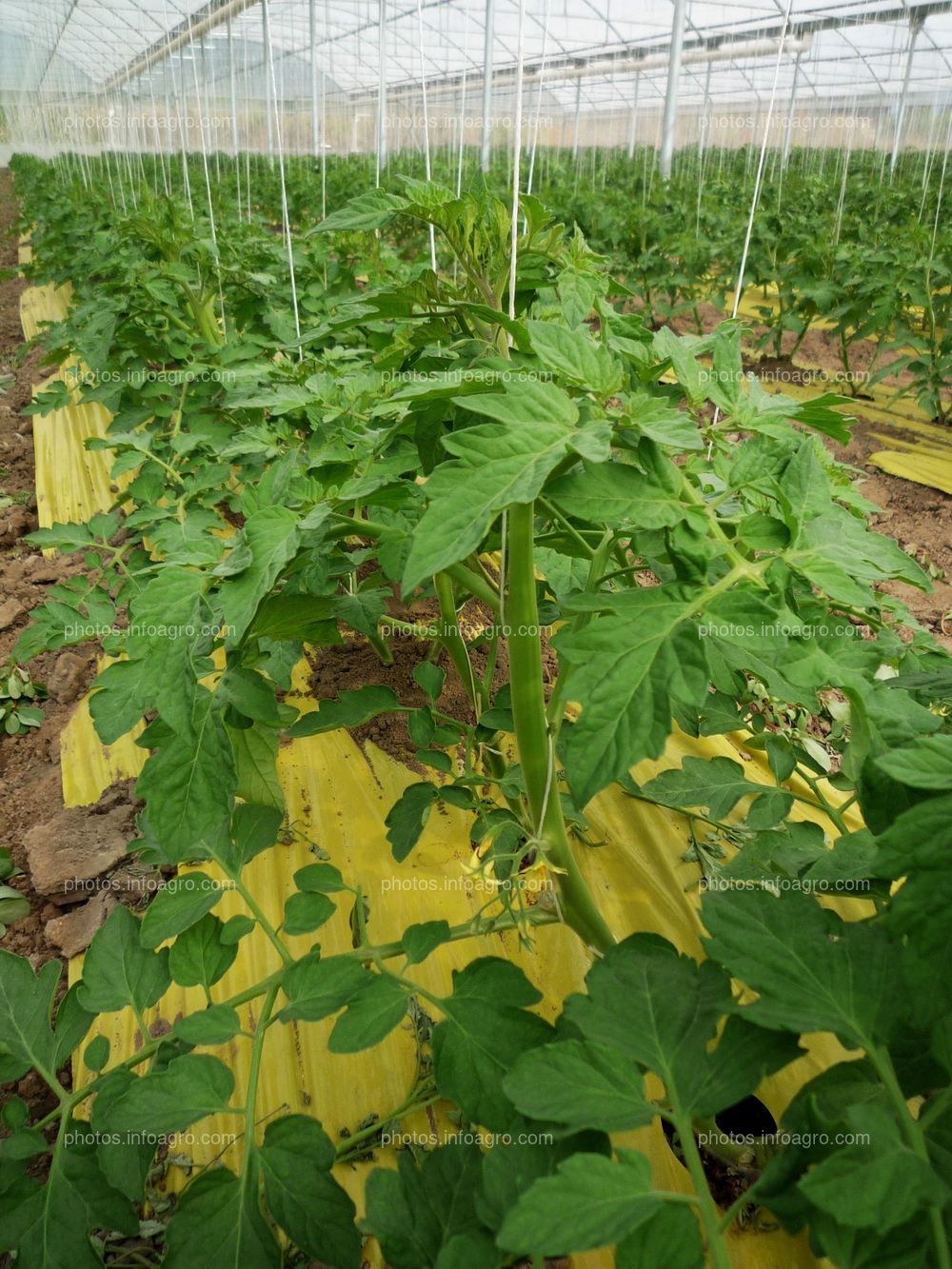 Entutorado de tomate tipo daniela bajo plástico