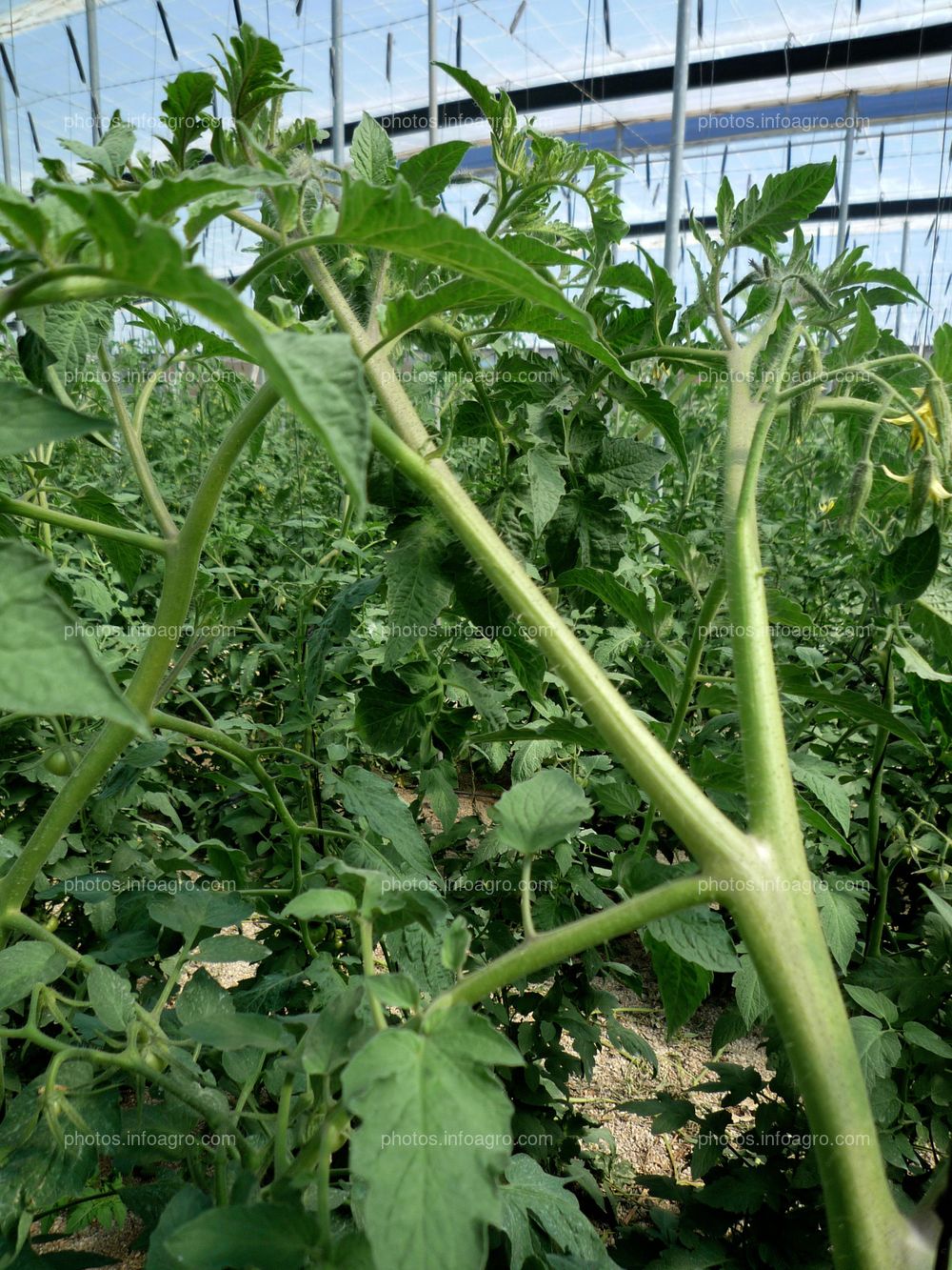 Detalle planta de tomate tipo Daniela