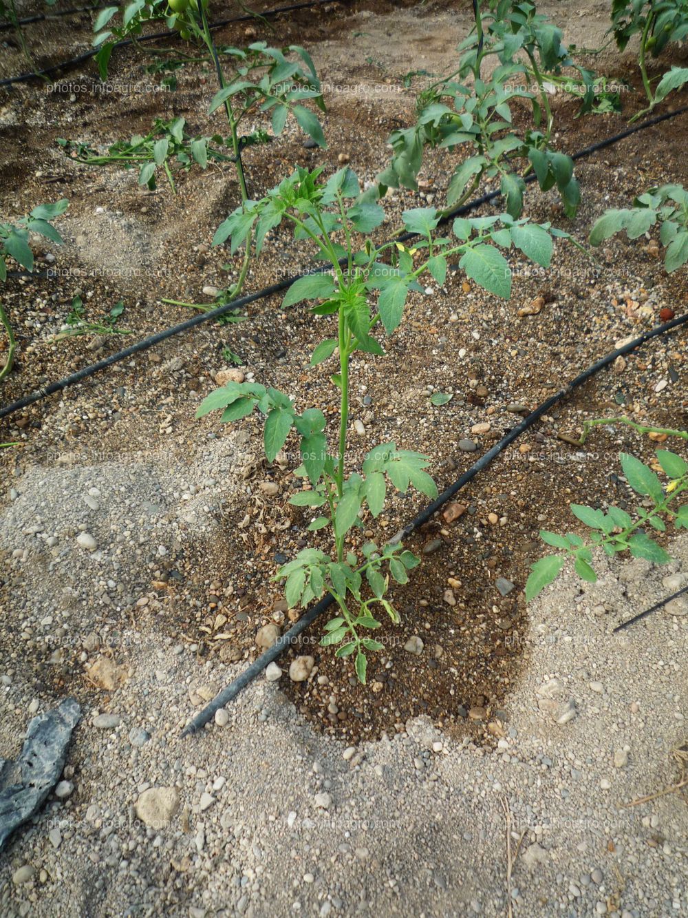 Riego localizado en tomate