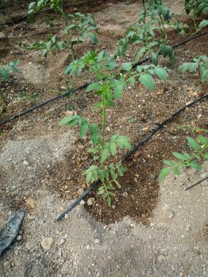 Riego localizado en tomate