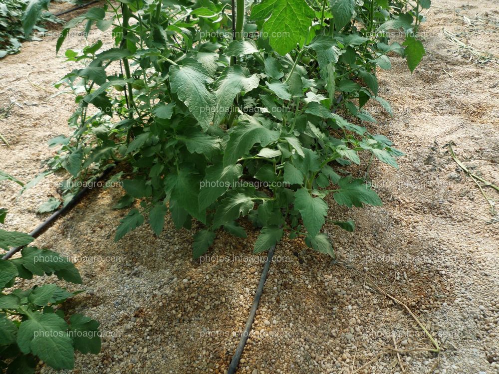 Detalle planta de tomate tipo Daniela