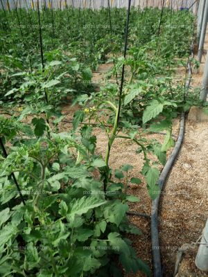 Invernadero con cultivo de tomate