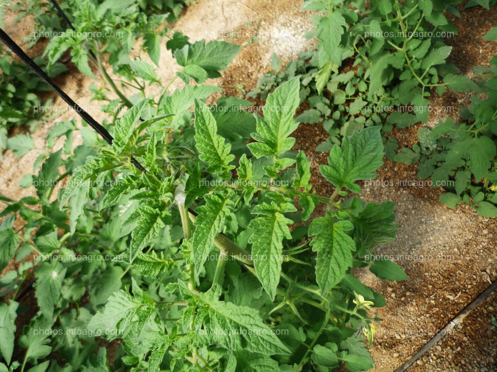 Detalle planta de tomate tipo Daniela