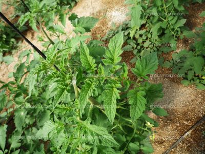 Detalle planta de tomate tipo Daniela