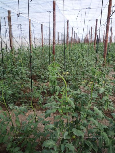 Entutorado de tomate tipo daniela bajo plástico