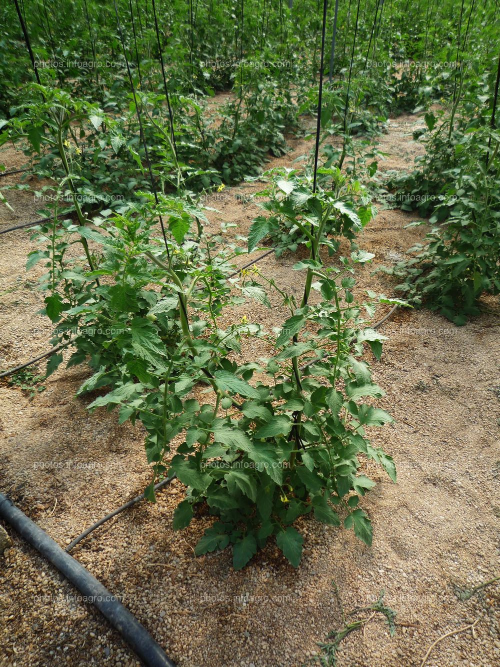 Entutorado de tomate tipo daniela bajo plástico