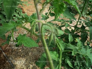 Inflorescencias tomate verde
