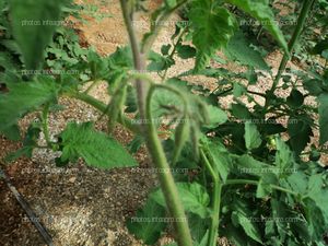 Inflorescencias tomate verde