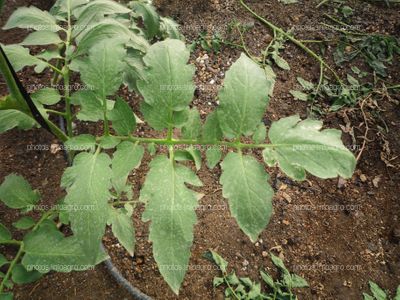 Inflorescencias tomate verde