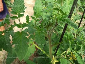 Inflorescencias tomate verde