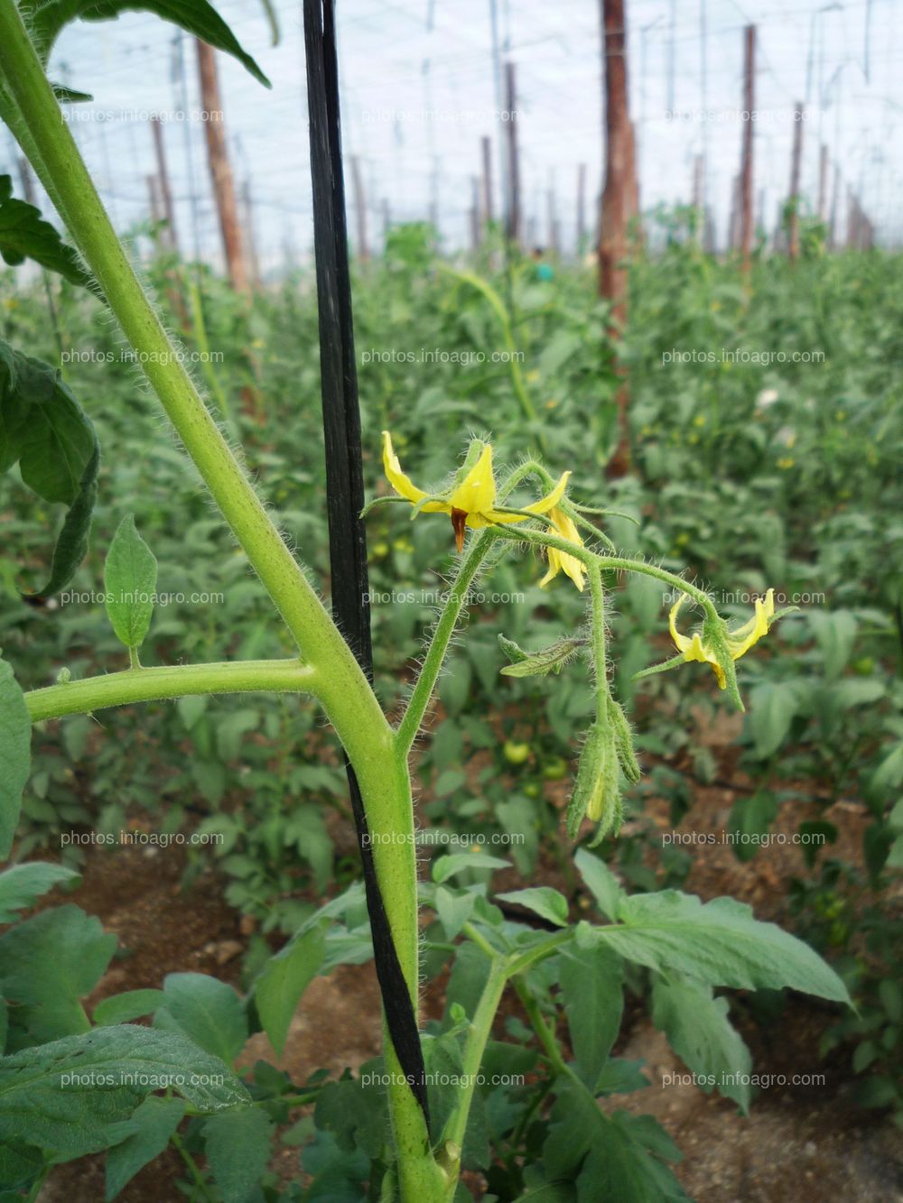 Flor de tomate verde