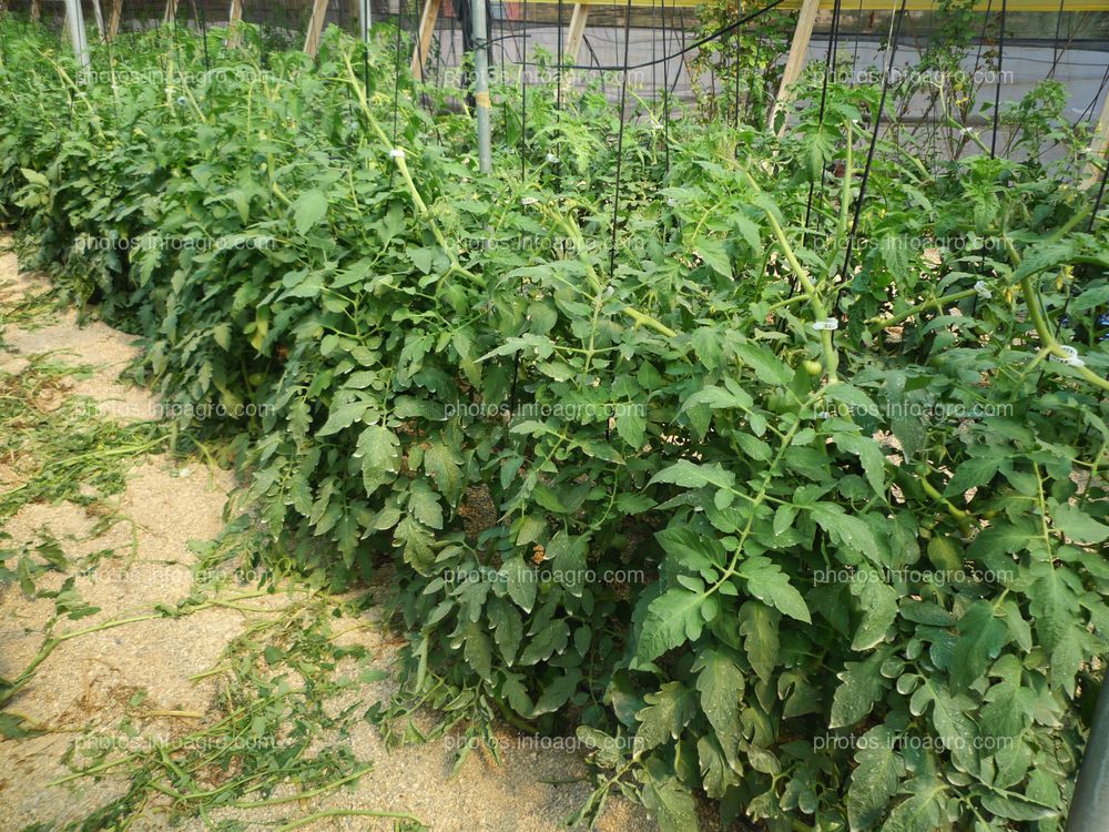 Entutorado de tomate tipo daniela bajo plástico