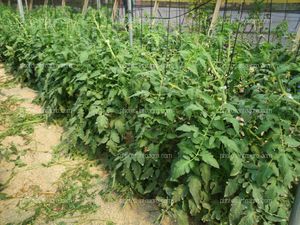 Entutorado de tomate tipo daniela bajo plástico