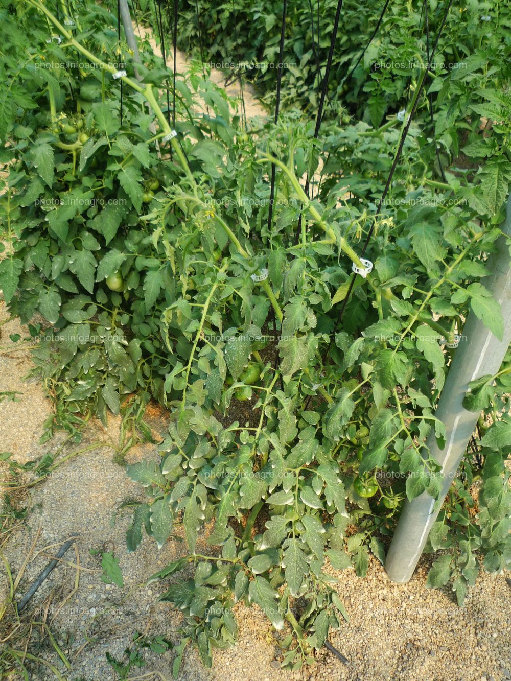 Entutorado de tomate tipo daniela bajo plástico