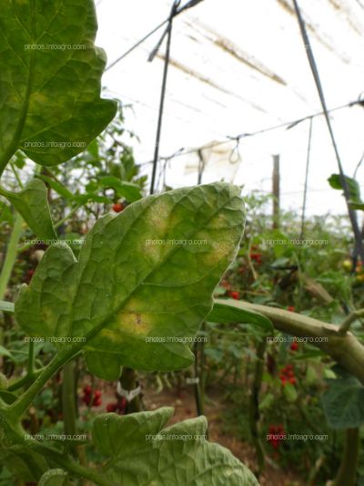 Hoja de tomate tipo Daniela con inicio de Mildiu