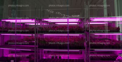 Sala de ensayos, contigua al laboratorio de botánica del MAAVi de Kimitec