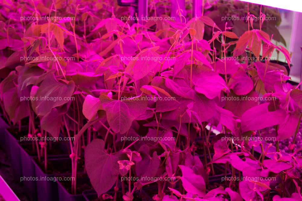 Plantas con las que se están haciendo ensayos, iluminadas con luz LED