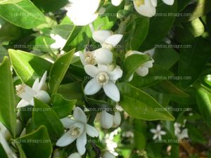 Hojas y flores de naranjo Citrus sinensis L.