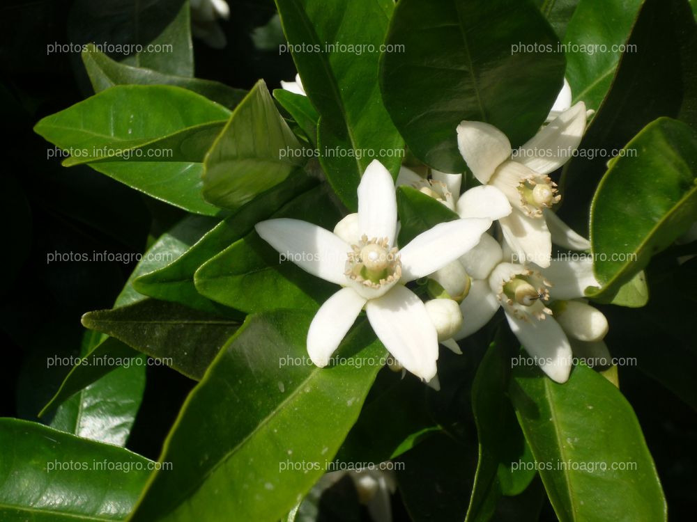 Irradiación sobre flores de naranjo 