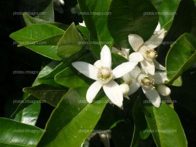 Irradiación sobre flores de naranjo 